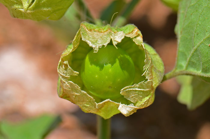 Ivyleaf Groundcherry has sepals that enlarge to an inflated papery “lantern” as the fruit matures and grows into a ripe berry. Physalis hederifolia Ivyleaf Groundcherry has sepals that enlarge to an inflated papery “lantern” as the fruit matures and grows into a ripe berry. Physalis hederifolia